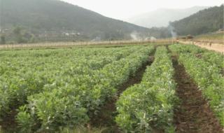 蚕豆苗种植方法 蚕豆的种植方法